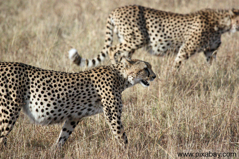 Gepard