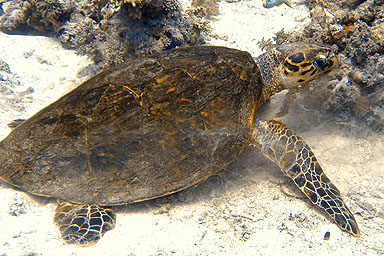 Schildkr&ouml;ten, Krokodile und Schlangen