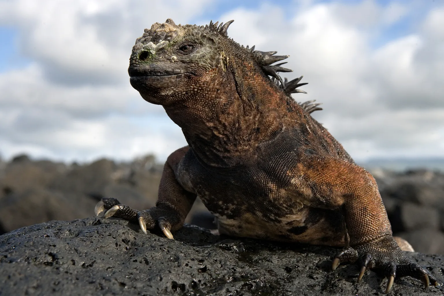 auf den Galapagos inseln im Pazifik