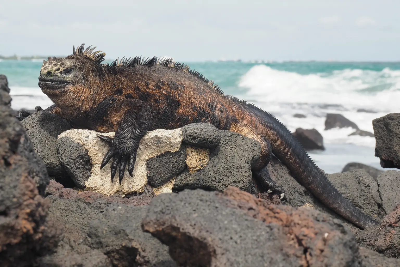 auf den Galapagos inseln im Pazifik