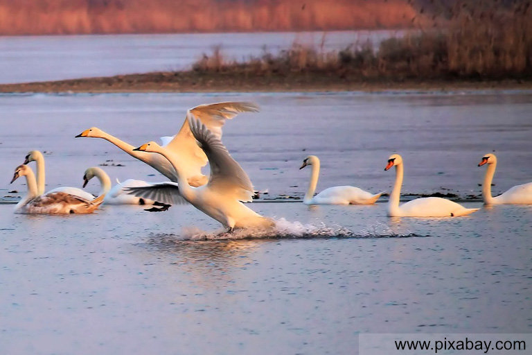 Schwan