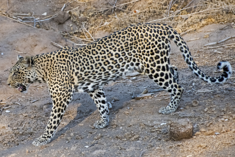 Leopard