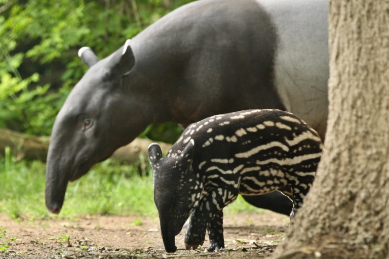 Schabrakentapir
