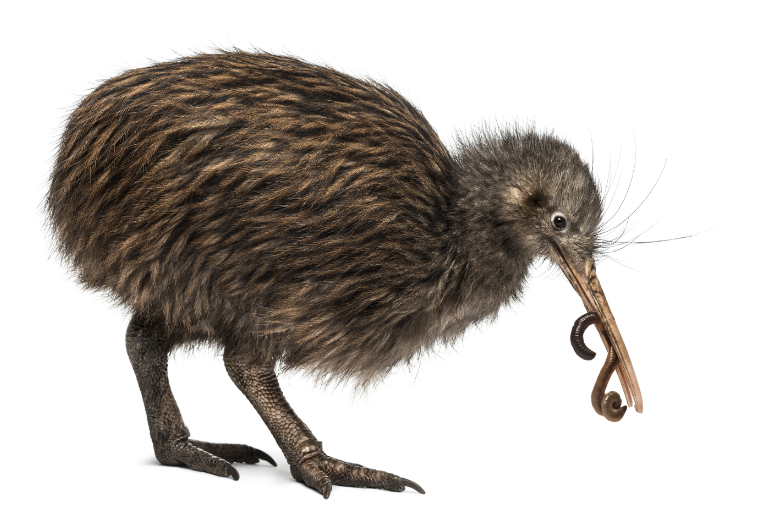 Kiwi