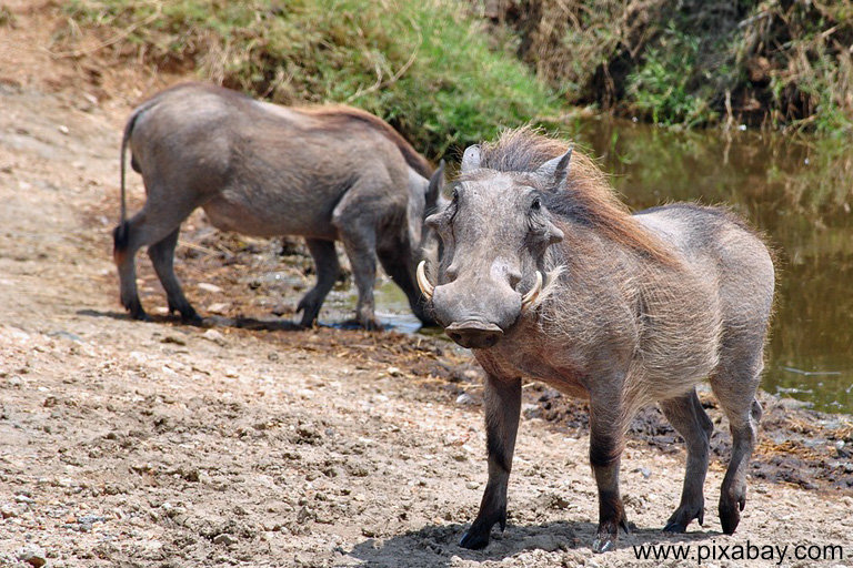 Warzenschwein