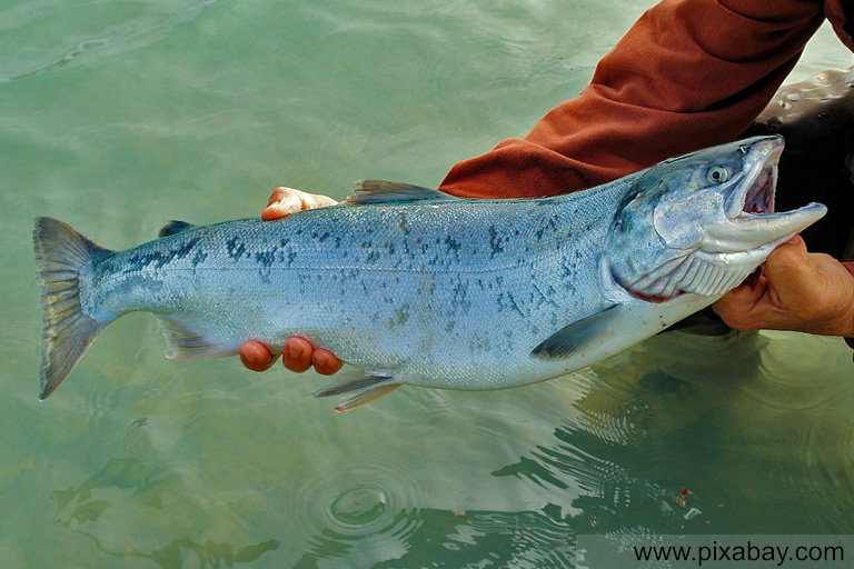 Lachs