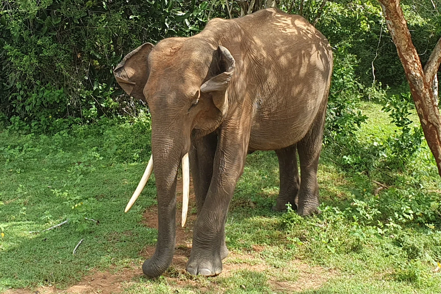 Indischer Elefant