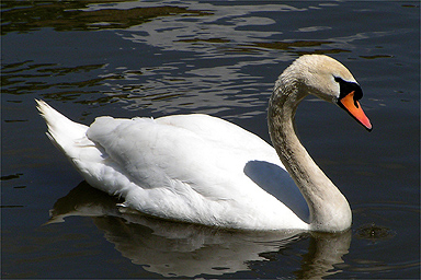 Schw&auml;ne und G&auml;nse