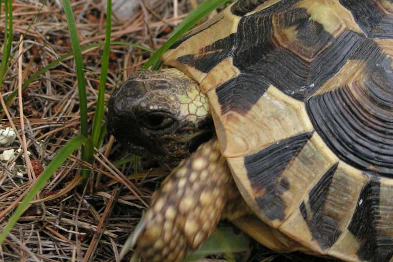 Griechische Landschildkröte
