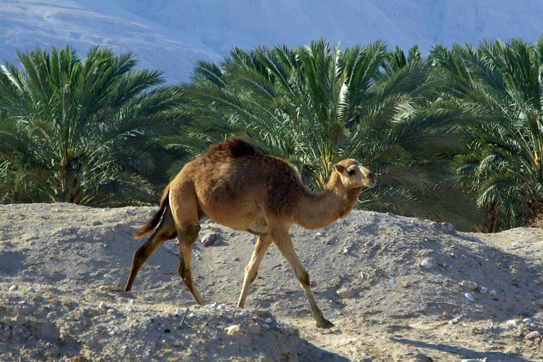 Kamel