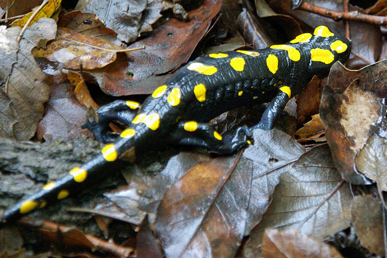 Feuersalamander