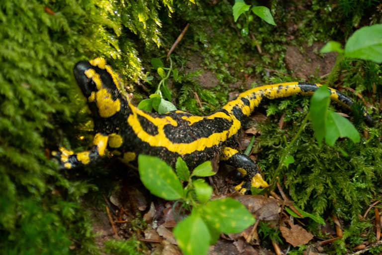 Feuersalamander