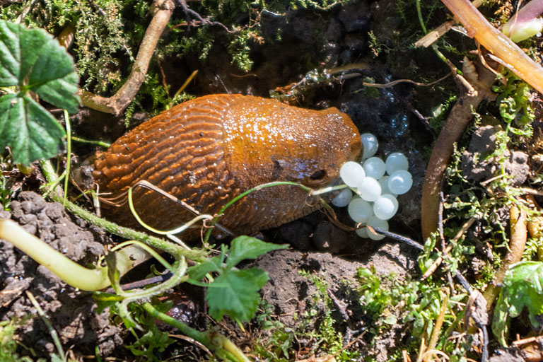Gartenschnecken