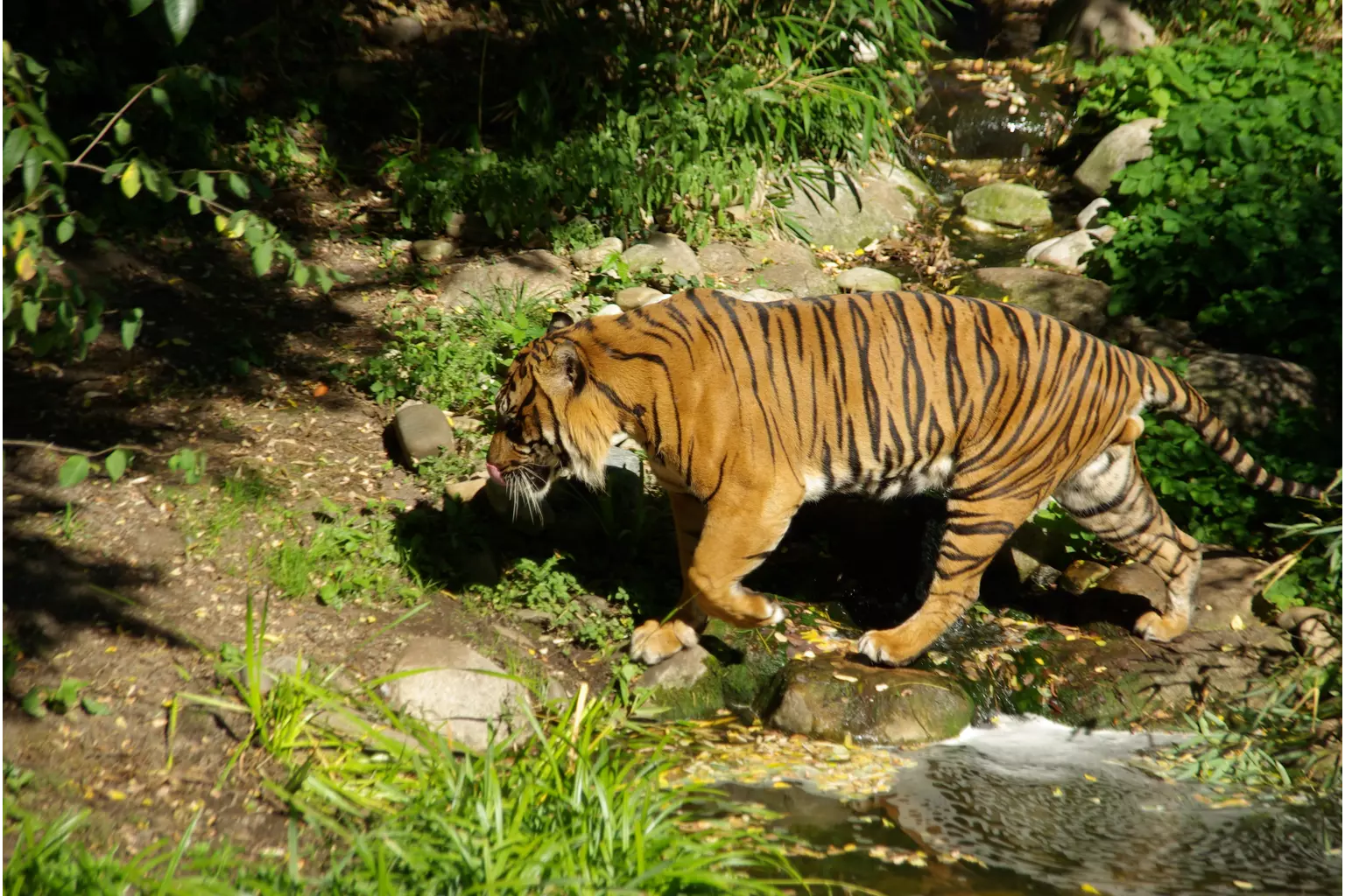 Tiger