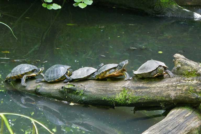 Sumpfschildkröte