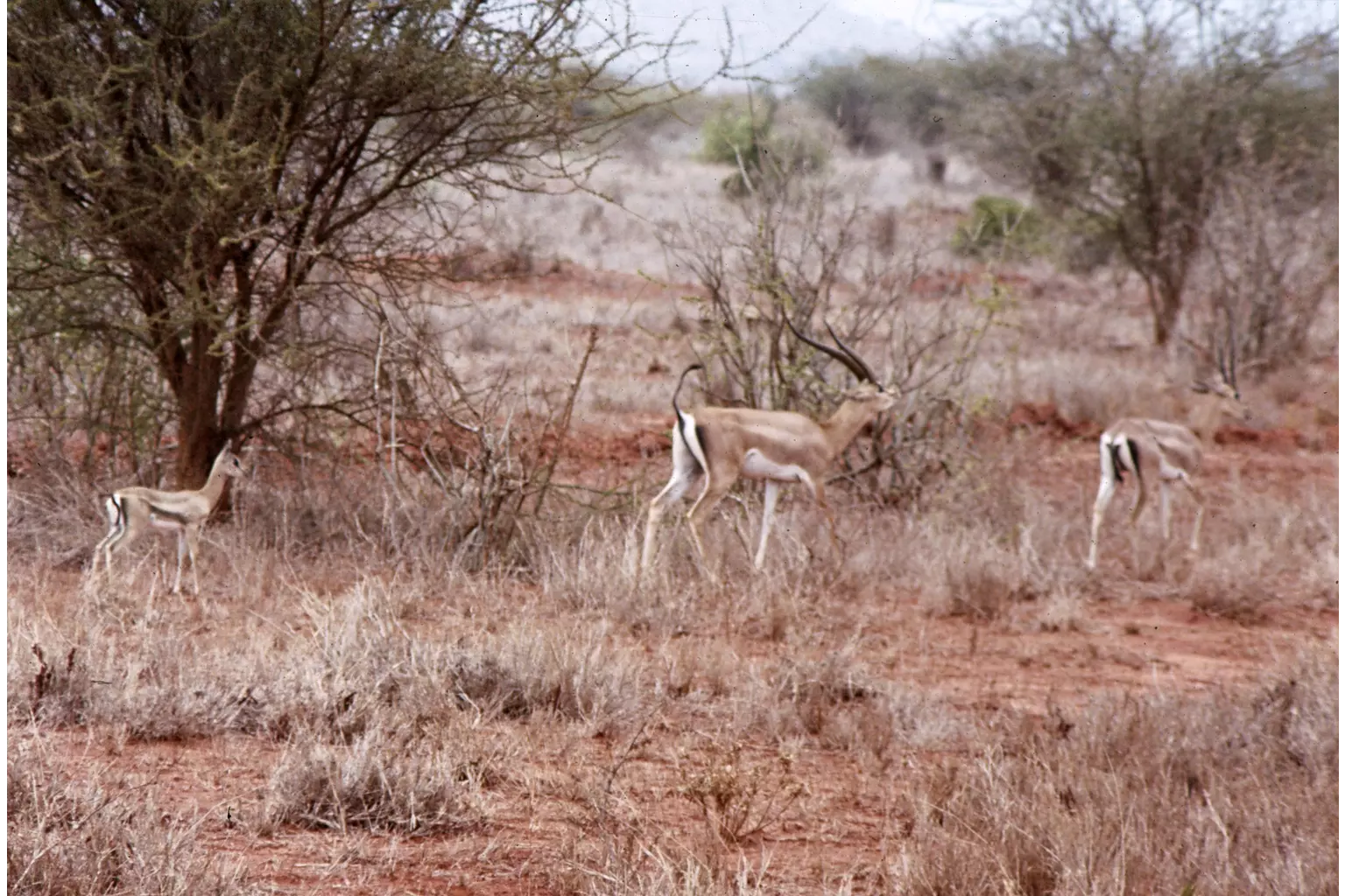Gazelle