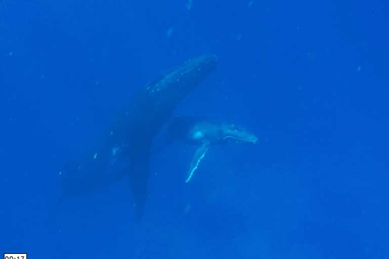 190903 tonga wal 003 q0