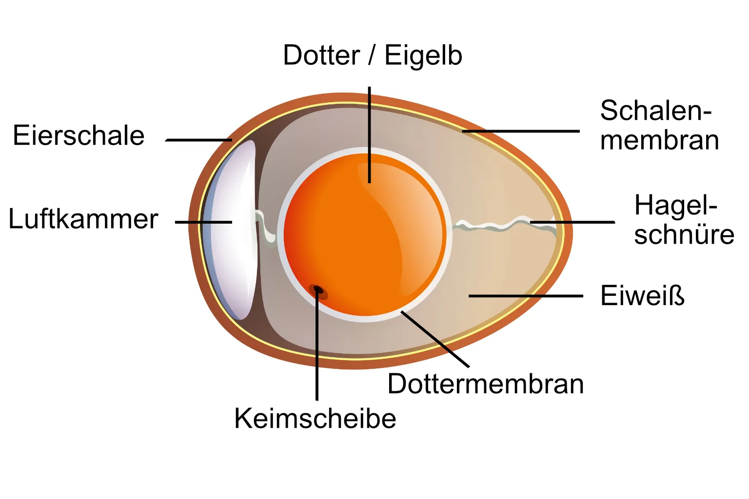 Anatomie eines H�hnereis