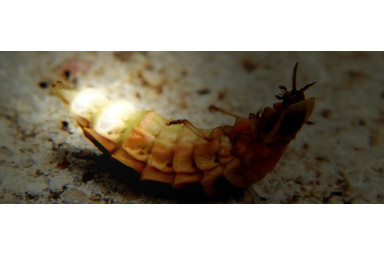 Weibchen eines Glühwürmchens