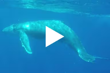 Video: Mutter und Baby tauchen auf