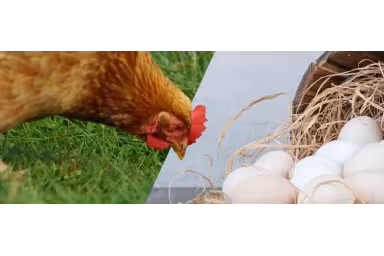 Jedes Huhn kommt aus einem Ei