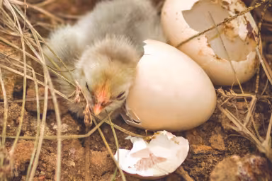 Frisch geschl&uuml;pftes K&uuml;ken