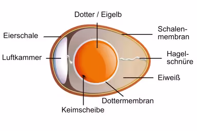 Anatomie eines H&uuml;hnereis